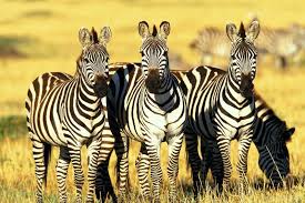 Wildlife spotting on a birding safari