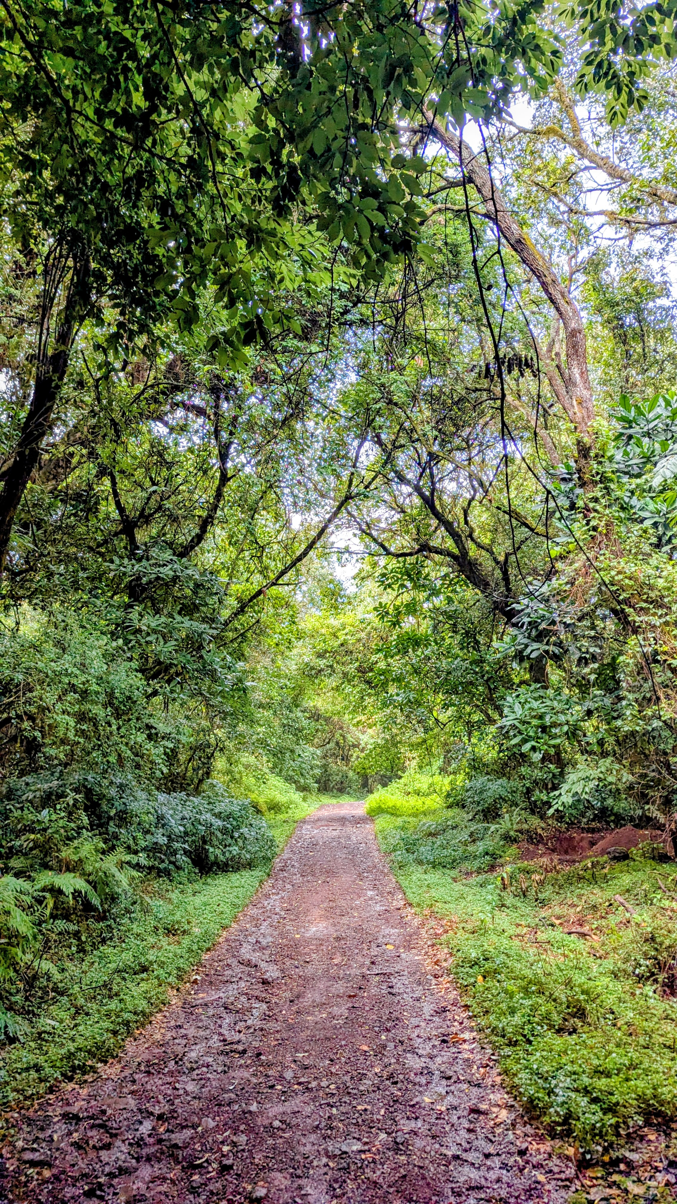Marangu Route